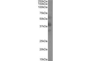 Western Blot using anti-DC-SIGNR (CLEC4M) antibody 16E7.