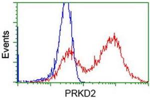 Image no. 2 for anti-Protein Kinase D2 (PKD2) antibody (ABIN1500410) (PKD2 抗体)