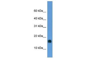 MGST1 antibody (70R-10041) used at 0. (MGST1 抗体  (N-Term))