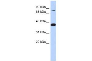 Western Blotting (WB) image for anti-Zinc Finger Protein 526 (ZNF526) antibody (ABIN2457931) (ZNF526 抗体)