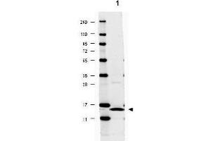 Image no. 2 for anti-Interleukin 17A (IL17A) antibody (ABIN401113) (Interleukin 17a 抗体)