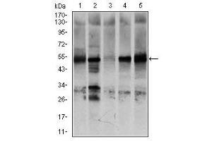 Image no. 8 for anti-Nuclear Receptor Subfamily 6, Group A, Member 1 (NR6A1) antibody (ABIN1491624) (NR6A1 抗体)