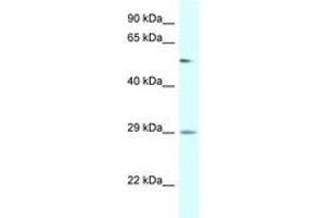 Image no. 1 for anti-Amylase, alpha 2B (Pancreatic) (AMY2B) (AA 130-179) antibody (ABIN6747549) (AMY2B 抗体  (AA 130-179))