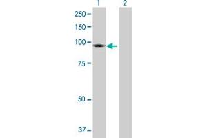 Western Blotting (WB) image for anti-Transient Receptor Potential Cation Channel, Subfamily C, Member 4 Associated Protein (TRPC4AP) (AA 1-797) antibody (ABIN525600)