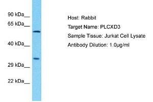 Host: Rabbit Target Name: PLCXD3 Sample Type: Jurkat Whole Cell lysates Antibody Dilution: 1. (PLCXD3 抗体  (C-Term))