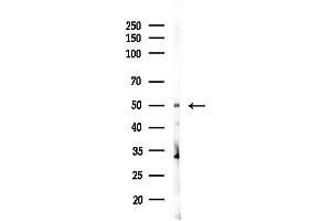 Western blot analysis of lysates from HUVEC cells(UV,30 min treatment), using CDC20 Antibody at 1/1000 dilution.