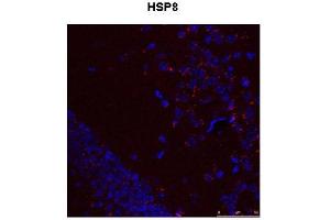 Immunohistochemistry (IHC) image for anti-Heat Shock 70kDa Protein 8 (HSPA8) (N-Term) antibody (ABIN2783374)