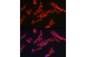 Immunofluorescence analysis of C6 cells using G6PC3 Rabbit pAb (ABIN7267401) at dilution of 1:200 (40x lens). (G6PC3 抗体  (AA 50-150))