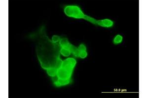 Immunofluorescence of purified MaxPab antibody to EFNA3 on 293 cell. (Ephrin A3 抗体  (AA 1-238))