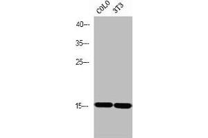 Western blot analysis of COLO 3T3 using p-PEA-15 (S116) antibody. (PEA15 抗体  (pSer116))