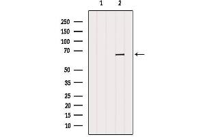 Western blot analysis of extracts from Mouse muscle, using PRPF38B Antibody. (PRPF38B 抗体  (Internal Region))