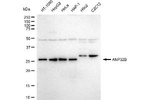 anti-Acidic (Leucine-Rich) Nuclear phosphoprotein 32 Family, Member B (ANP32B) antibody