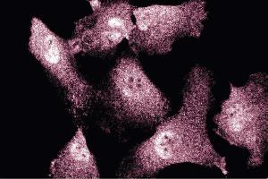 Immunofluorescent staining of Endothelial Cells (ENOS 抗体  (AA 1025-1203))