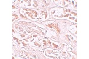 Immunohistochemistry (IHC) image for anti-Protein BANP (BANP) (Middle Region) antibody (ABIN1030879) (BANP 抗体  (Middle Region))