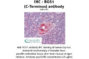 Image no. 2 for anti-Regulator of G-Protein Signaling 1 (RGS1) (C-Term) antibody (ABIN1738849) (RGS1 抗体  (C-Term))
