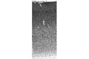 Adult rat neocortex immunohistochemistry. (STMN2 抗体  (C-Term))