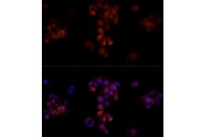 Immunofluorescence (IF) image for anti-Aldo-Keto Reductase Family 1, Member B1 (Aldose Reductase) (AKR1B1) (AA 1-316) antibody (ABIN3022391)