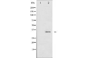 Western blot analysis of CDC2 phosphorylation expression in HepG2 whole cell lysates,The lane on the left is treated with the antigen-specific peptide. (CDK1 抗体  (pTyr15))