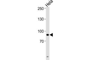 Western Blotting (WB) image for anti-Ubiquitin-Like, Containing PHD and RING Finger Domains, 1 (UHRF1) antibody (ABIN3003938) (UHRF1 抗体)