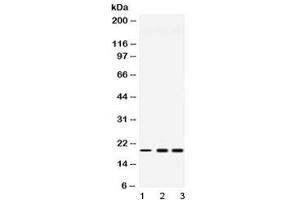 Western blot testing of 1) rat liver, 2) human HeLa and 3) human U-2 OS lysate with PC4 antibody at 0. (SUB1 抗体  (AA 96-127))