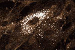 Immunofluorescent staining on Human Intestinal Smooth Muscle (HISM) cells. (Syntaxin 4 抗体  (AA 1-280))