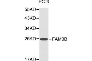 Western blot analysis of PC-3 cell lysate using FAM3B antibody. (FAM3B 抗体  (AA 30-235))