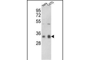Western blot analysis of hP1CC- (ABIN392846 and ABIN2842268) in Hela, T47D cell line lysates (35 μg/lane).