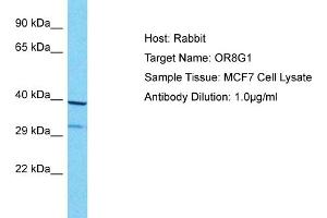 Western Blotting (WB) image for anti-Olfactory Receptor, Family 8, Subfamily G, Member 1 (OR8G1) (C-Term) antibody (ABIN2791786)