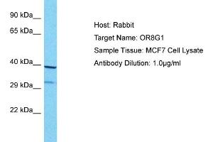 Host: Rabbit Target Name: OR8G1 Sample Type: MCF7 Whole Cell lysates Antibody Dilution: 1.