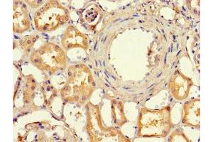 Immunohistochemistry of paraffin-embedded human kidney tissue using ABIN7151414 at dilution of 1:100 (EFCAB7 抗体  (AA 1-158))
