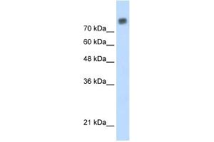 MCM6 antibody used at 0.