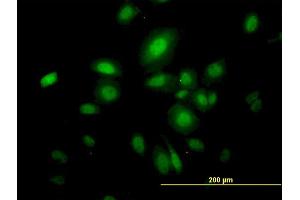 Immunofluorescence (IF) image for anti-Septin 10 (SEPT10) (AA 1-454) antibody (ABIN566863)