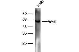 Mouse brain lysates probed with Rabbit Anti-Wnt1 Polyclonal Antibody, Unconjugated  at 1:5000 for 90 min at 37˚C. (WNT1 抗体  (AA 251-350))