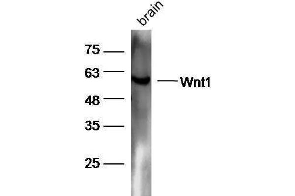 WNT1 抗体  (AA 251-350)