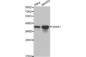 Western blot analysis of extracts of various cell lines, using ANXA1 antibody. (Annexin a1 抗体)