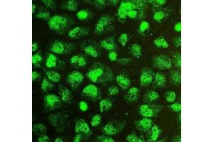 IF analysis of SOX15 using anti-SOX15 antibody (ABIN6719624). (SOX15 抗体  (AA 1-233))