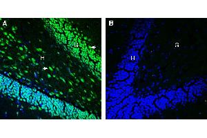 Expression of Tetraspanin 18 in mouse hippocampus. (Tetraspanin 18 抗体  (Extracellular))