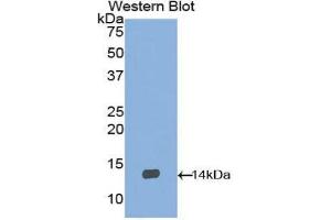 Western Blotting (WB) image for anti-Brain-Derived Neurotrophic Factor (BDNF) (AA 134-238) antibody (ABIN1171946) (BDNF 抗体  (AA 134-238))