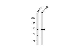 Western blot analysis of lysates from HepG2, U-87 MG cell line (from left to right), using URG4 Antibody (Center) (ABIN653942 and ABIN2843171). (URGCP 抗体  (AA 466-495))