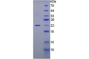 SDS-PAGE analysis of Mouse PPIF Protein.