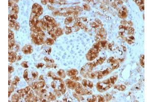 Formalin-fixed, paraffin-embedded human Pancreas stained with GP2 Mouse Monoclonal Antibody (GP2/1805). (GP2 抗体  (AA 35-179))