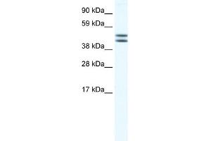 WB Suggested Anti-EGLN2 Antibody Titration:  0. (PHD1 抗体  (N-Term))