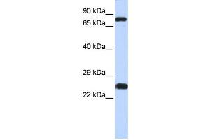 Western Blotting (WB) image for anti-Zinc Finger Protein 799 (ZNF799) antibody (ABIN2458232) (ZNF799 抗体)
