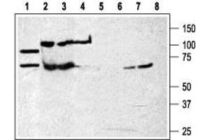 Western blot analysis of rat brain membranes (lanes 1 and 5) and human K562 chronic myelogenous leukemia cell line (lanes 2 and 6) and Mouse WEHI-231 B cell lymphoma (lanes 3 and 7) and human HL-60  promyelocytic leukemia cell line (lanes 4 and 8):  - 1-4. (P2RX7 抗体  (Extracellular Loop))