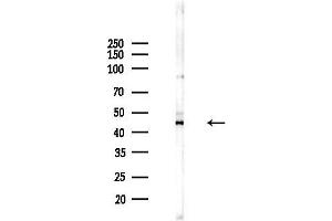 Western blot analysis of lysates from Hela cells(starvation,24h treatment), using IL12B Antibody at 1/1000 dilution.