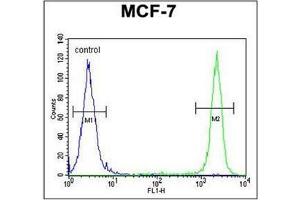 Flow cytometric analysis of MCF-7 cells using SEL1L Antibody (Center) Cat. (SEL1L 抗体  (Middle Region))