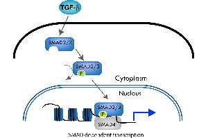 Image no. 1 for anti-SMAD, Mothers Against DPP Homolog 3 (SMAD3) (pThr179) antibody (ABIN964922)