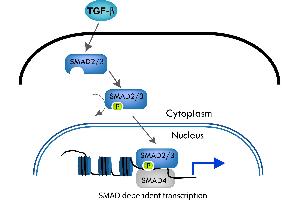 The SMAD pathway follows the canonical TGF-ß signaling pathway. (SMAD3 抗体  (Internal Region, pThr179))