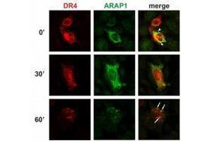 Immunofluorescence (IF) image for anti-ArfGAP with RhoGAP Domain, Ankyrin Repeat and PH Domain 1 (ARAP1) (AA 1190-1450) antibody (ABIN238383) (ARAP1 抗体  (AA 1190-1450))