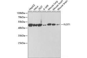 Western blot analysis of extracts of various cell lines using FLOT1 Polyclonal Antibody at dilution of 1:1000. (Flotillin 1 抗体)